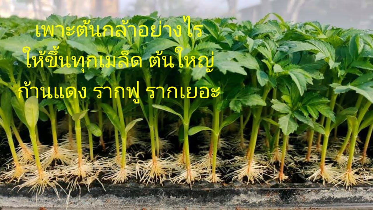 เพาะต้นกล้าอย่างไร ให้งอกทุกต้น ต้นใหญ่แข็งแรง รากฟู รากเยอะ อายุกี่วันลงดินได้