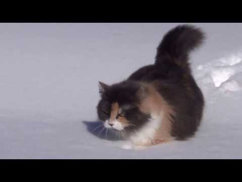Видео: Кошка идет по глубокому снегу
