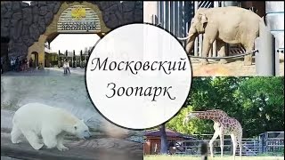 Московский Зоопарк!🦊🐻🐯🦉 Московский Зоопарк!🦊🐻🐯🦉