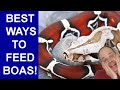 Boa Feeding Routines: How to Stay Organized and Feed All Your Boas Ideally!