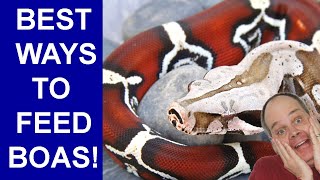 Boa Feeding Routines: How to Stay Organized and Feed All Your Boas Ideally!