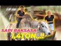 #EPS06 SPESIAL JOGJA | GIL444!! INI SAPI TERBESAR YANG PERNAH GUE LIAT!! SAPI MAS SIGIT WMP