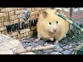 Hamsters Military Maze - Obstacle Course &quot;World of Tanks&quot;