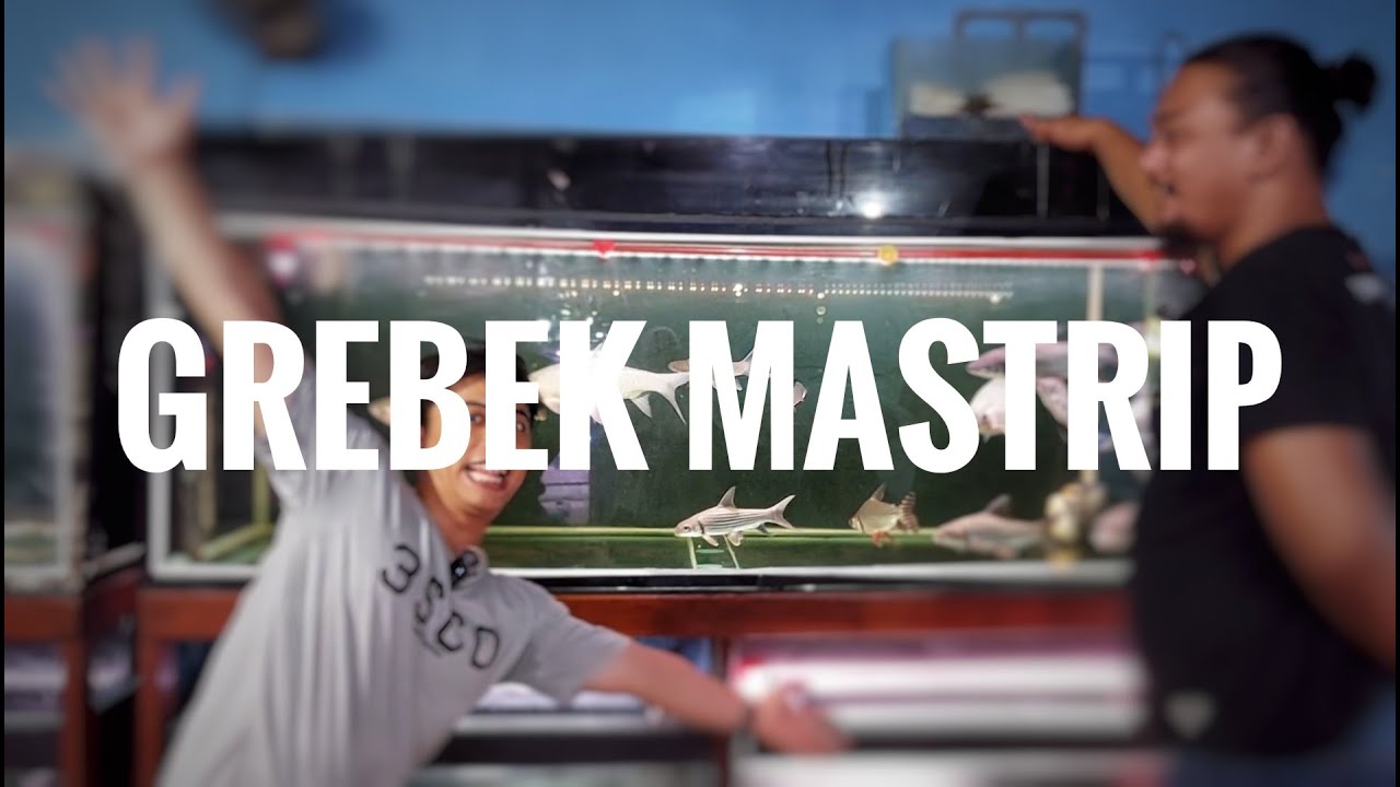 GREBEK MASTRIP!!! CEK HARGA DAN RIVIEW SALAH SATU TOKO IKAN PREDATOR