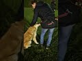Gemeinsames Training der Rüden Lenni &amp; Odin. #hundementalist #socialwalk