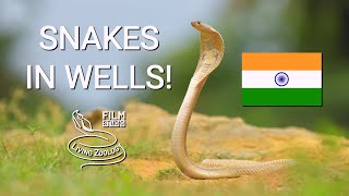 Deadly venomous snakes rescued from wells in India, cobras and Banded krait!