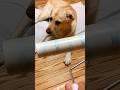 犬にコロコロ近づけてみたら大喧嘩に…