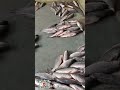 mixfish|fish|kingfisher|market