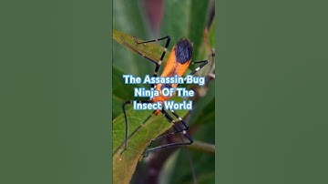 The Assassin Bug Is the Ninja Of The Insect World #Assassinbug #assassinbugs #insects #Insect
