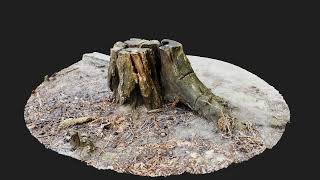 Photorealistic 3D scan of Tree Sawed Stump Low-poly 3D model