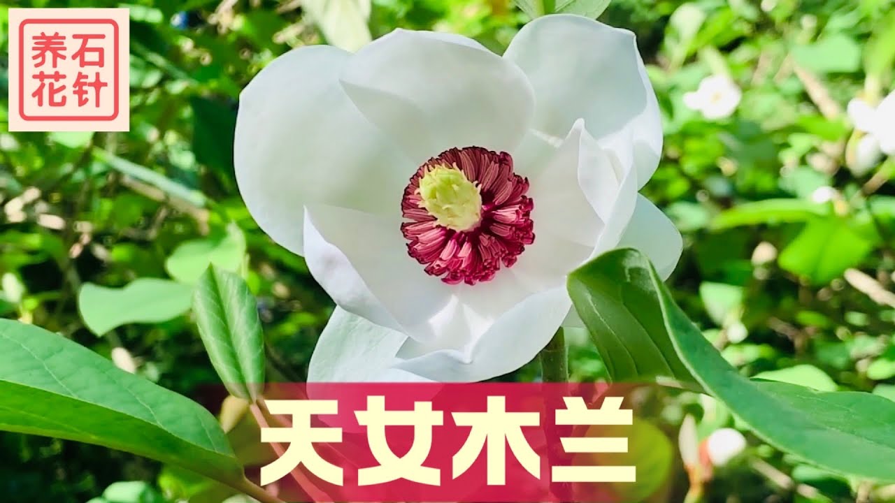 天女木兰 六月中旬的玉兰花 Magnolia Seiboldii Youtube 天女木兰 六月中旬的玉兰花 Magnolia Seiboldii Youtube