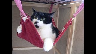 ハンモックでくつろぐ幸せそうな猫ちゃんたちに癒される♡～Happy cat to relax in a hammock.