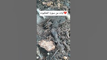 آيات من سورة العنكبوت ❤️❤️❤️❤️