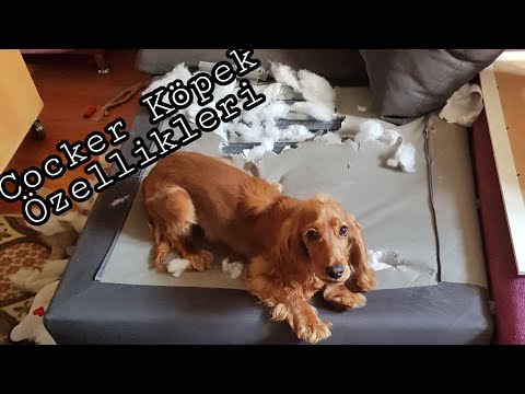 Video: Bir Cocker Spaniel Yavrusu Nasıl Seçilir