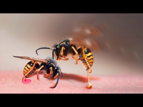 Video: Adakah lebah timur biasa menyengat?