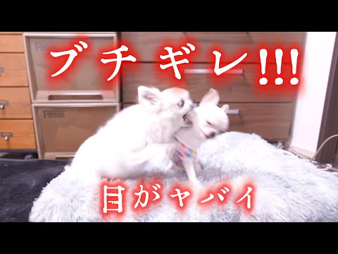 Shocking] It all turned to hell in an instant! Here's the shocking