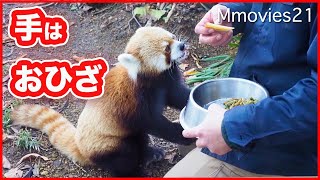 レッサーパンダ 飼育員さんの膝に手を置いてリンゴをもらう姿が愛らしい