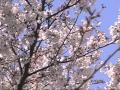 2008年桜模様(夏川 りみ独唱&動画 )