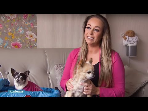 Video: Verzorging Van Chihuahua's