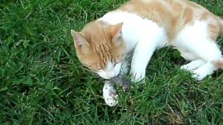 Mon Chat Qui Attrape Une Souris Youtube