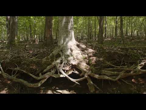 Karenland Woods Tour 4K