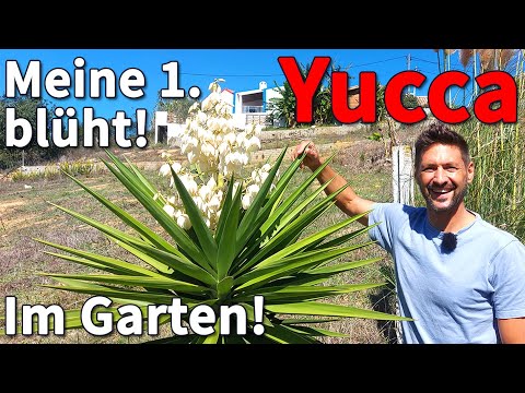 Video: Blüten auf Yucca-Pflanzen - Warum blüht meine Yucca-Pflanze nicht?