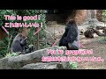 Gorilla Family's Peaceful Dayゴリラ家族の穏やかな一日