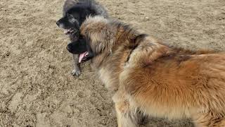 Dante and Rumi at play screenshot 4
