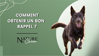 Comment obtenir un bon rappel avec son chien ?