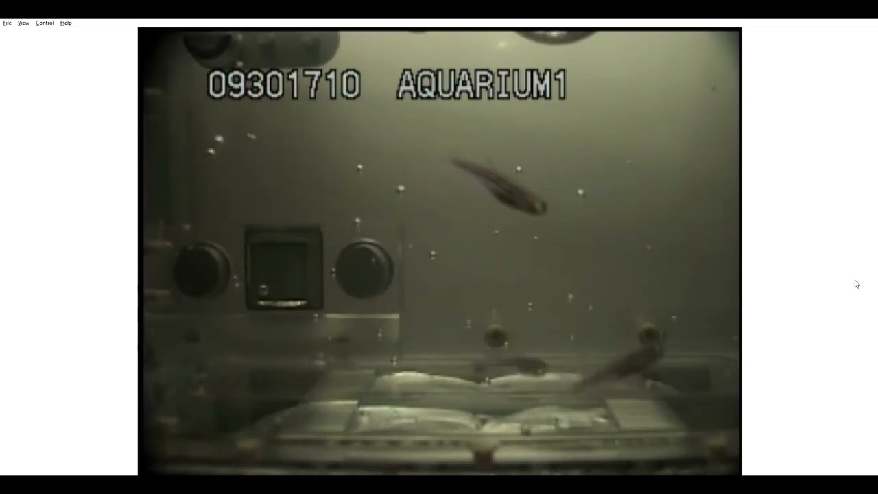 Fish in Space (JAXA Experiment on ISS)