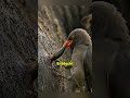So befreit dieser Vogel den B&uuml;ffel von Parasiten