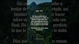 Job 14:7 ✨🤍#youtubeshorts #shorts #proverbios #proposito