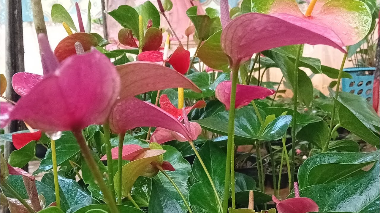 ආකර්ෂණය ...🤔🤔🤔 මේ වර්ෂාගේ Method 👌👌👌