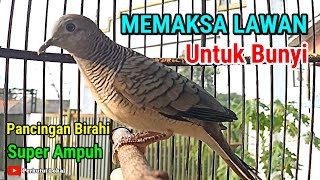 Suara Perkutut Lokal Gacor Untuk Pancingan Paling Ampuh Agar Cepat Bunyi Gacor Manggung #perkutut