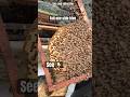Opps Movement OF Bees🐝||  EP122 #shorts #youtubeshorts #bees #honey #viral #shortvideo #trending