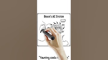 Why Do We Yawn? | The Science Behind Yawning Explained