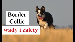 Border Collie  Wady i Zalety