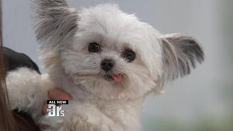 Cutest Therapy Dog in the World?