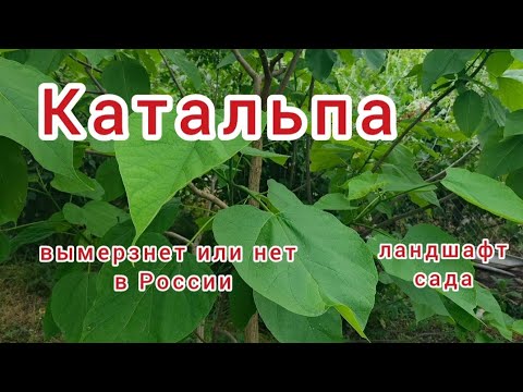 Катальпа. Плюсы и минусы