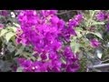 How to Transplant Bougainvillea Flowers : Gardening Advice