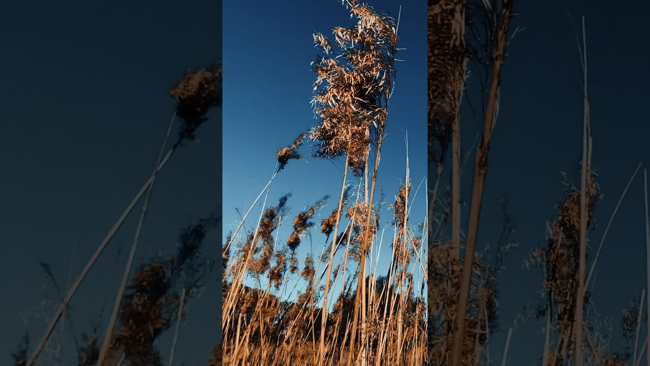 Nature Landscape Blue Sky Background Video | No copyright footage