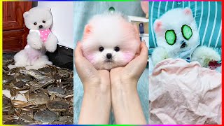 Join the Pomeranian Dogs for a Pampering Spa Day  Chó Phốc Sóc Mini  #535