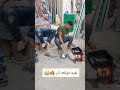 لميه مولعه نار مضحك Funny Comdy 