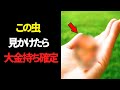 【※絶対見て!!】あなたの元にこの虫が現れたら超大金が舞い込む合図！その後の行動で人生が大きく好転する“虫の知らせ“