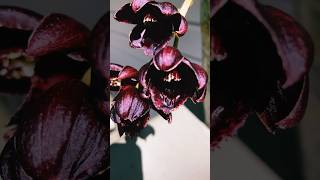 Orchid Mo. Painted Desert x Ctsm. Ivaneae Purple Fantasy. Blooming  for a first time .