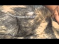 Deydration, Subcutaneous fluids, Blood Draw, Older Cat