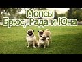 Мопсики Рада, Брюс и Юна