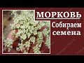 Как вырастить  собрать семена моркови