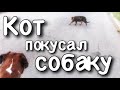 Кот покусал собаку