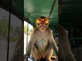 #funny #monkey #trending #shorts